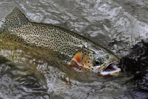 公认最好吃的10种淡水鱼,公认好吃淡水鱼有哪些种类