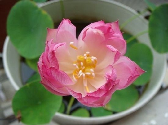 碗莲怎么养才能养得好,碗莲怎么养才能养好