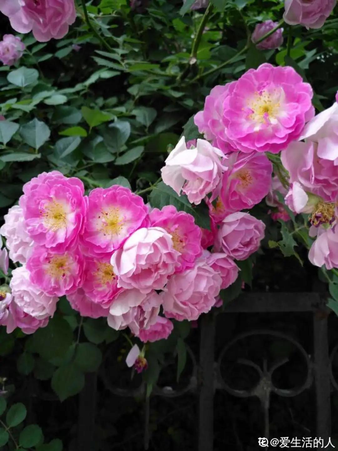 春天开的花有哪些常见又漂亮,十大名花在春天开的有哪些