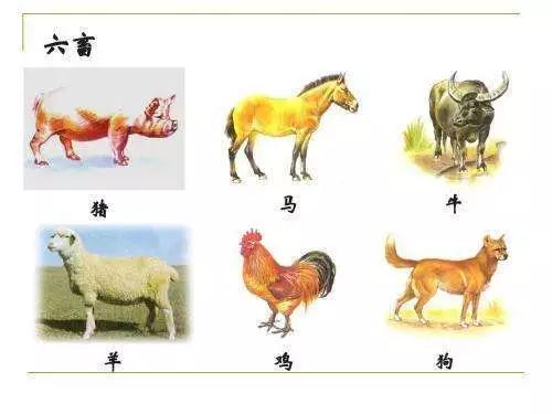 如何看待爱狗与吃狗肉的争议,为什么爱狗人士不能让别人吃狗肉