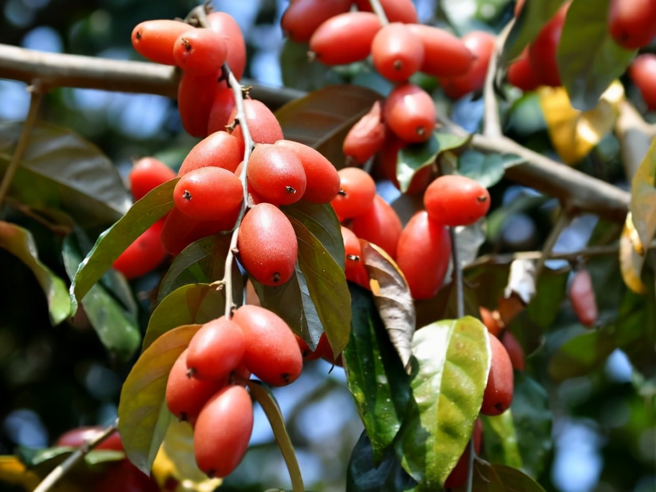 矮桩羊奶果结果盆景图片,精品羊奶果老桩盆景