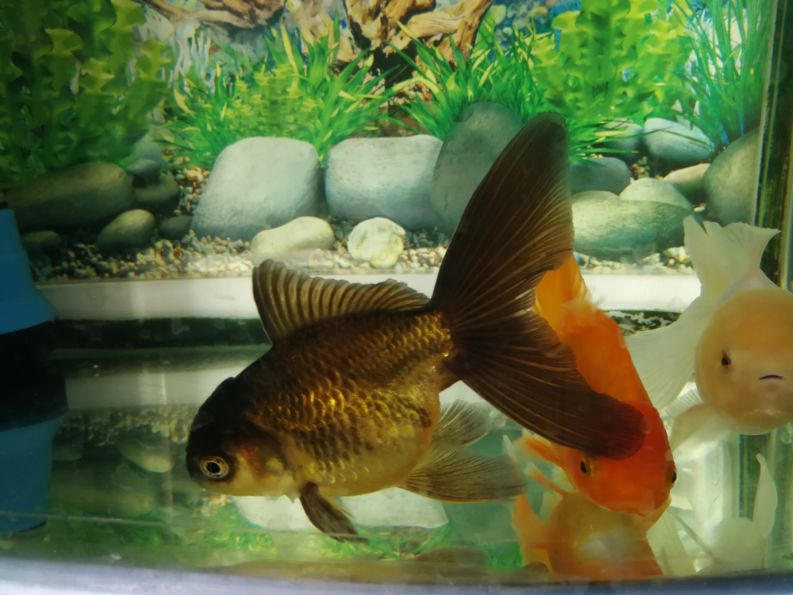 什么情况下使用硝化细菌,干粉硝化细菌正确使用方法