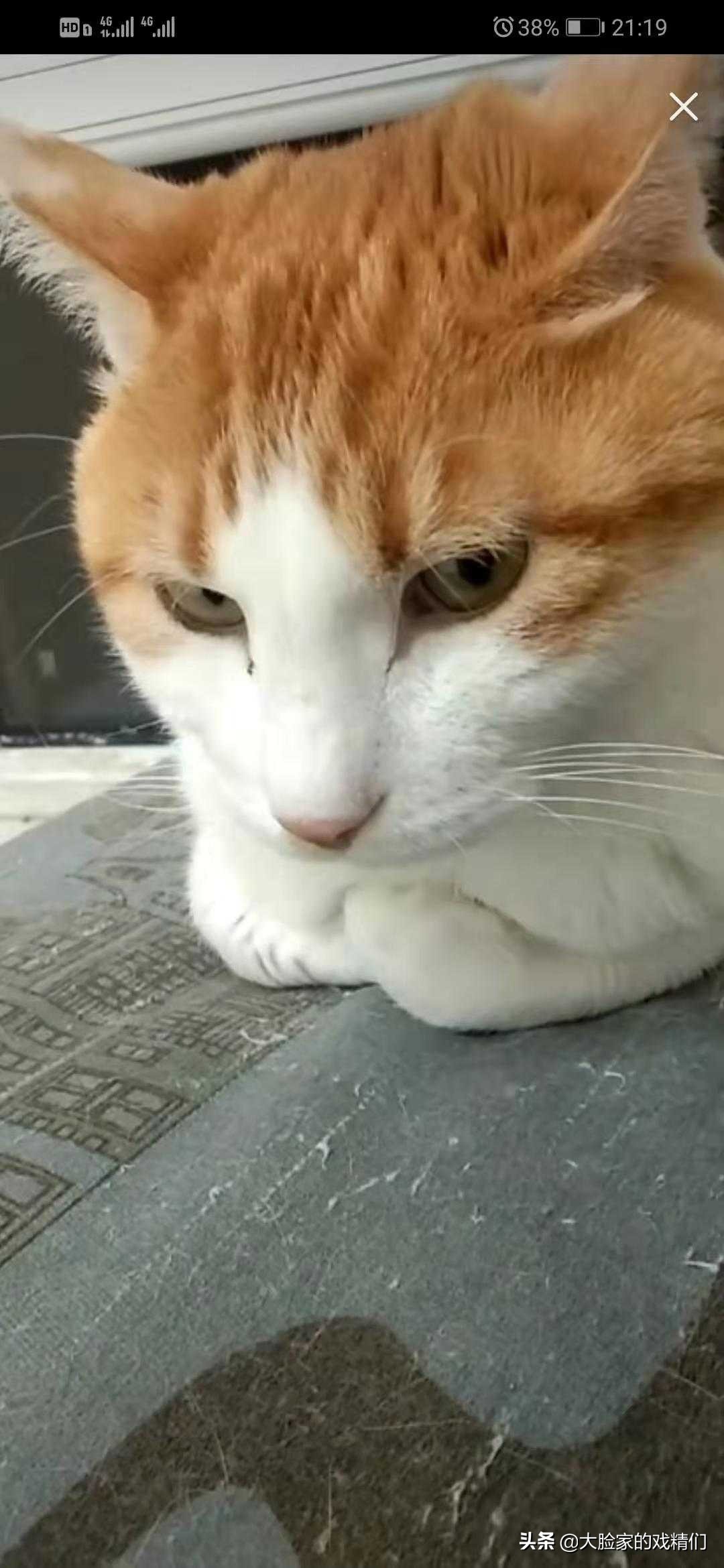 你这样的白橘猫,叫我怎能不爱?