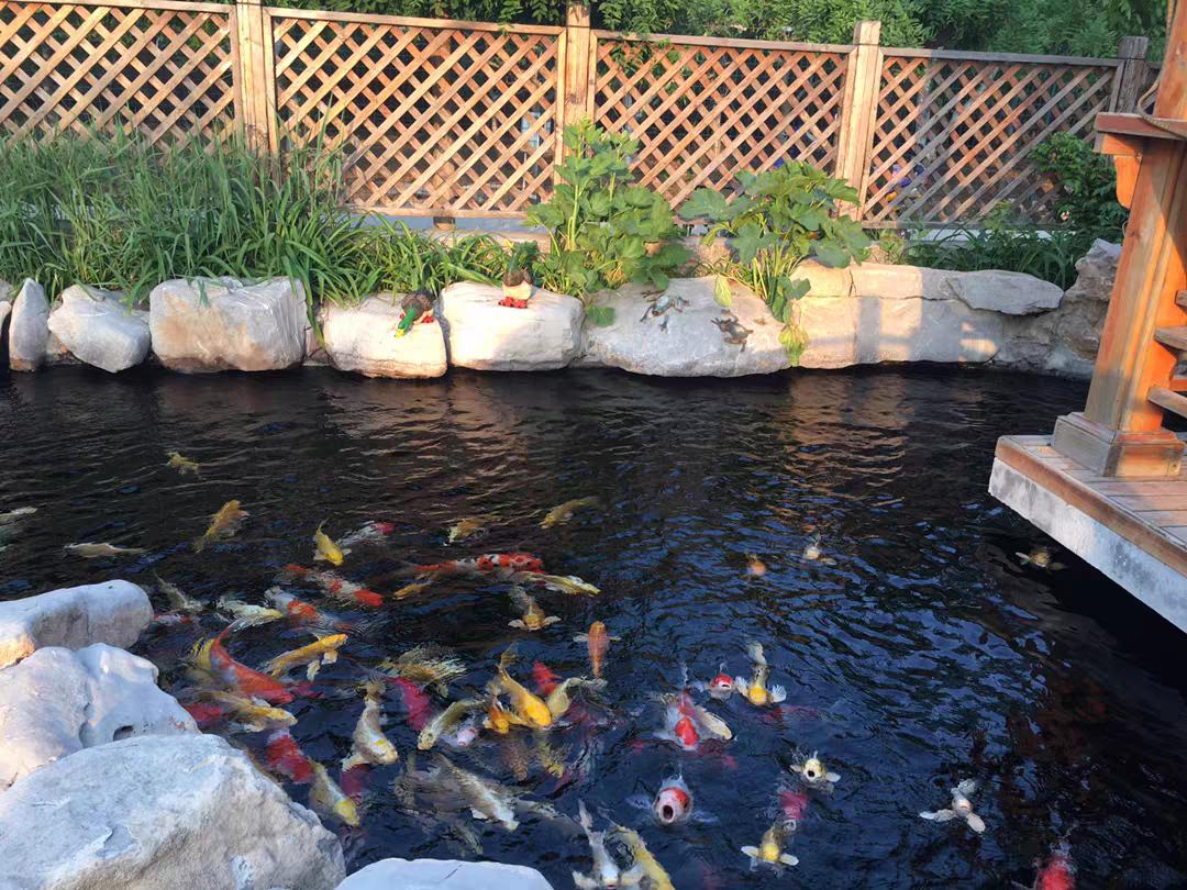 自建缸养锦鲤鱼视频,锦鲤趴鱼池怎么处理