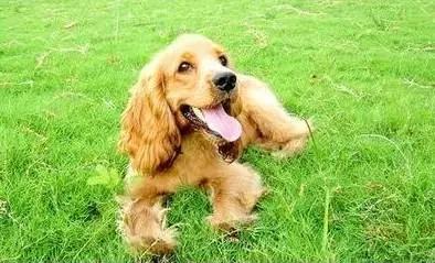 各种狗狗身价排名,各种狗的待遇对照表