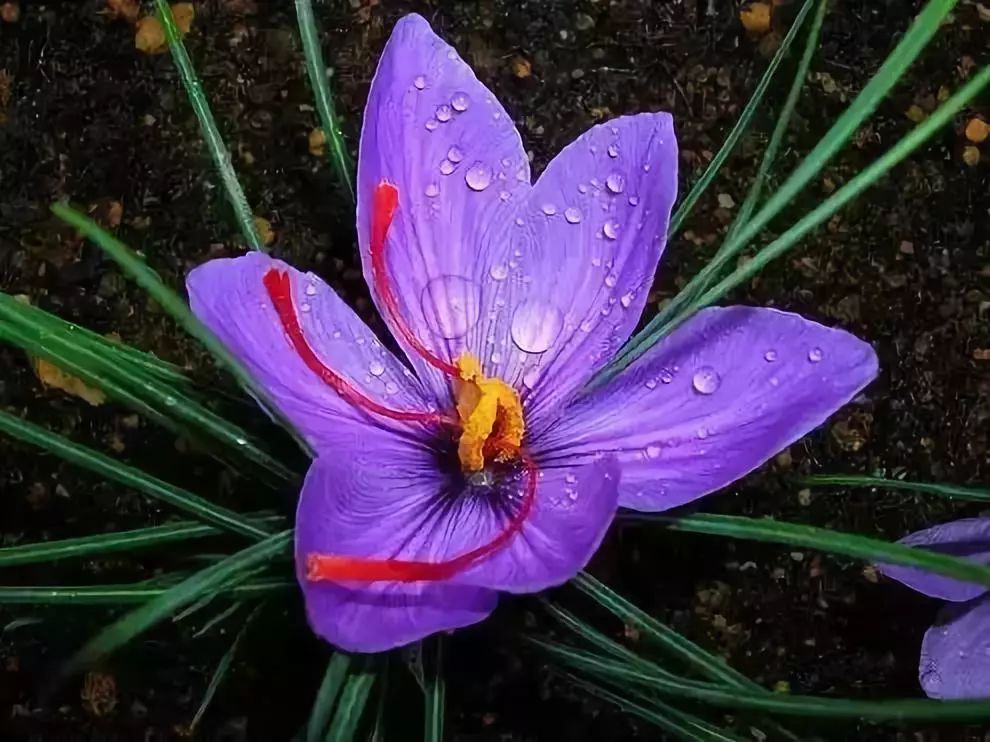 这才是世界上最贵的花卉,十大名贵花卉家养