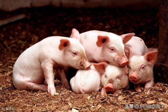 养殖猪预防传染病技术视频,养鸡与鸡病防治