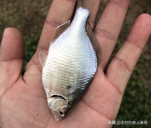 冬季钓鱼不打窝技巧,野钓不空军技巧