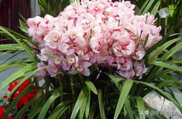 大花蕙兰花谢后换盆要去掉老土吗,蕙兰花怎么养才能旺盛容易开花