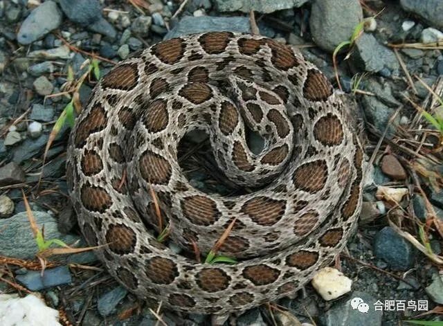 蛇如何升级为龙,可以升级的蛇