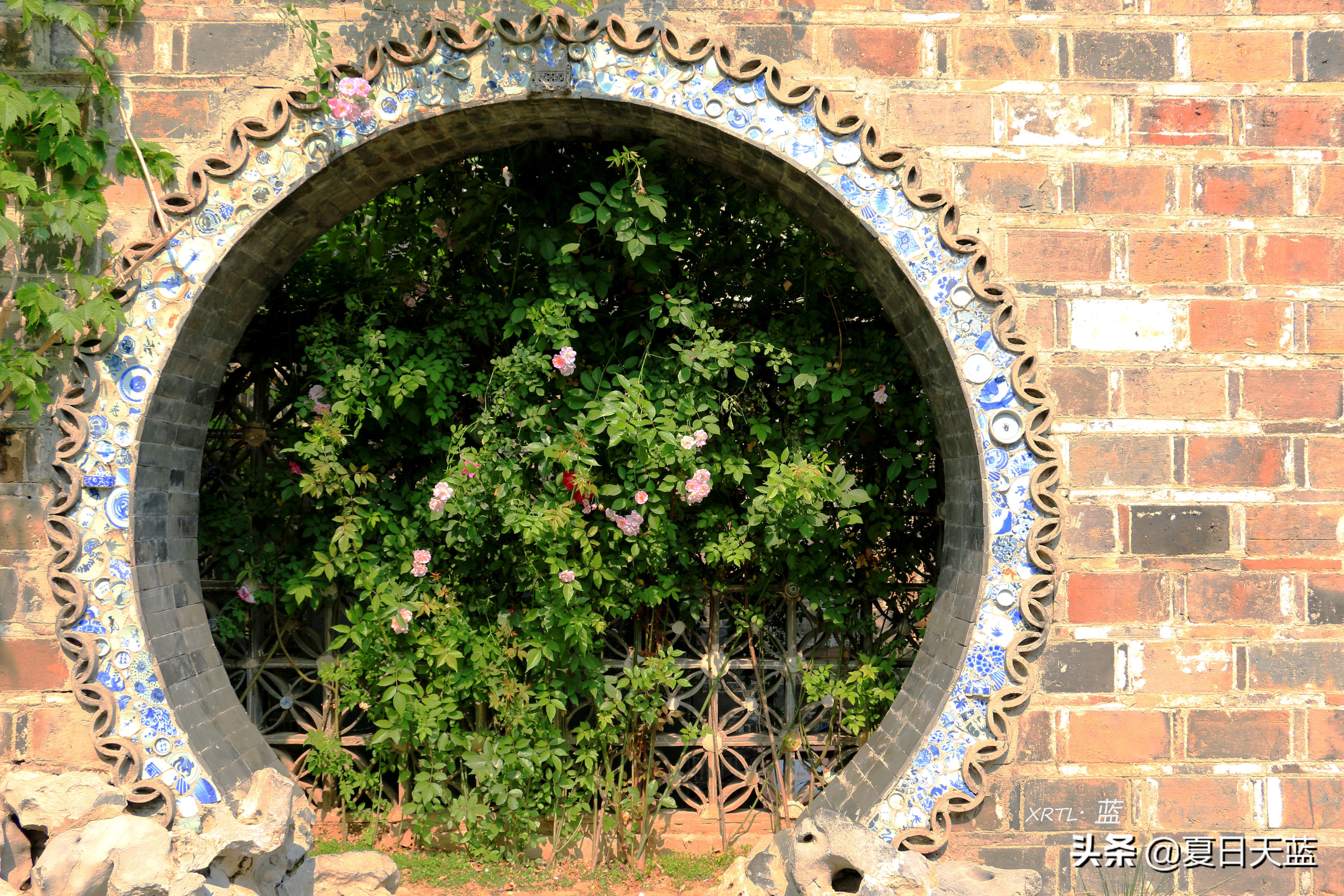 老门东蔷薇高清图片,老门东蔷薇花人像