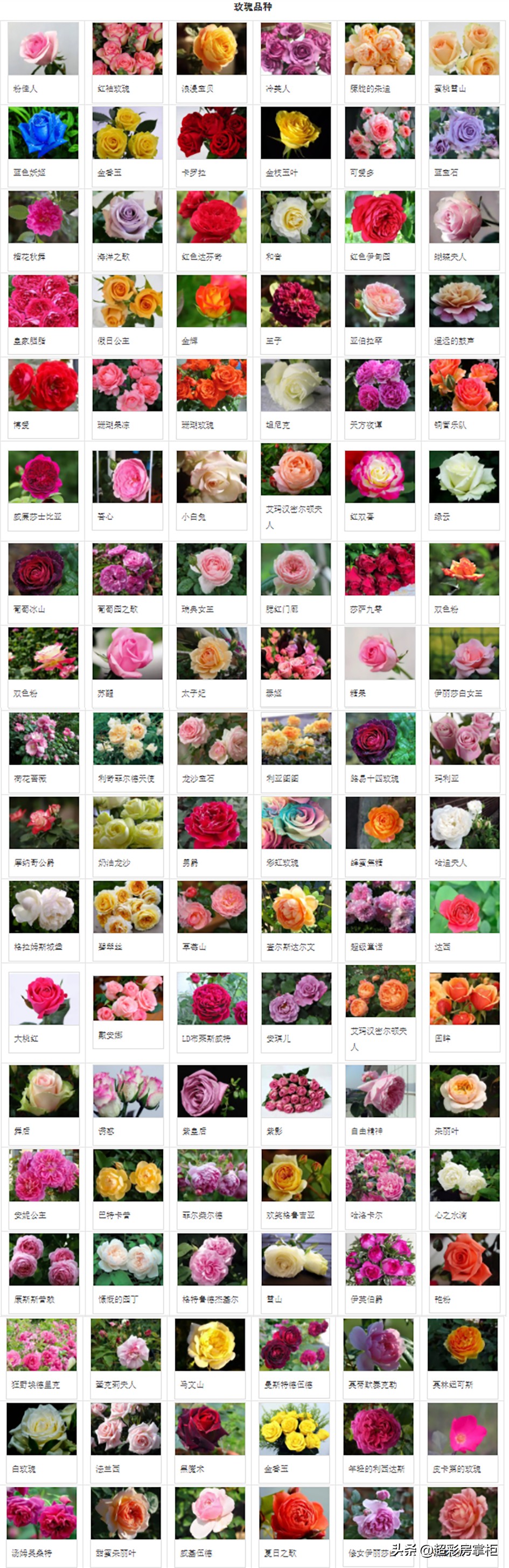 玫瑰花的寓意及诗句,玫瑰花的古诗有什么