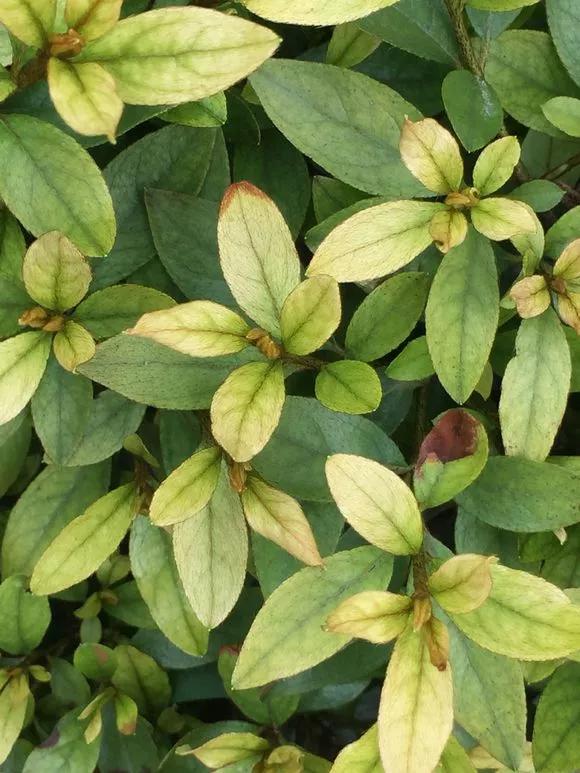 叶子变黄有绿点,叶子发黄维生素