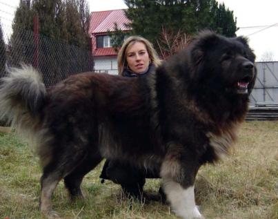 比狮子还厉害的猛犬,可以狩猎狮子的猛犬