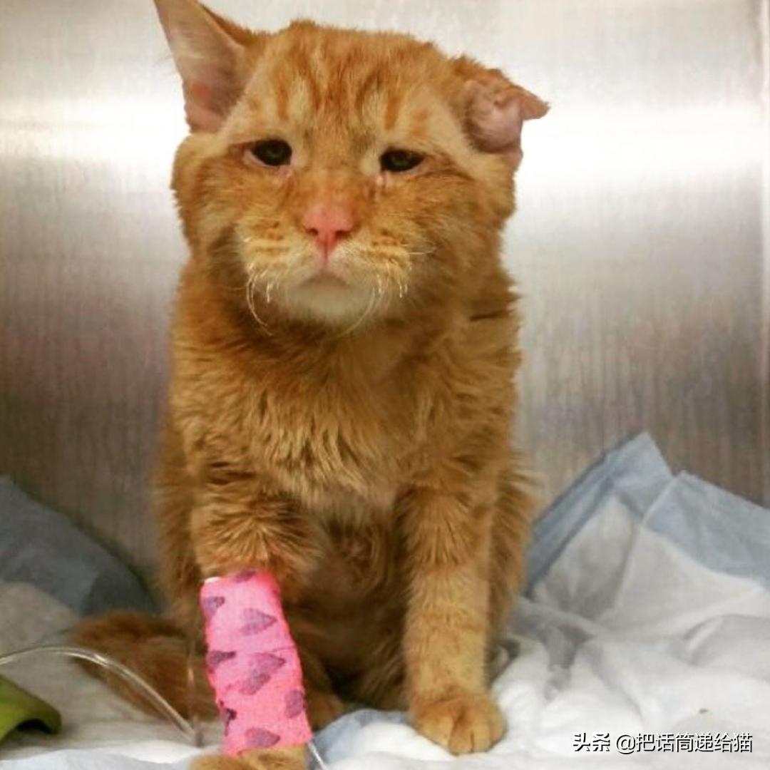 被弃养了一次的猫,从病魔中救回的猫脱离安乐死
