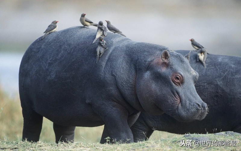 非洲河马的攻击力有多强？三头狮子都不是它的对手？