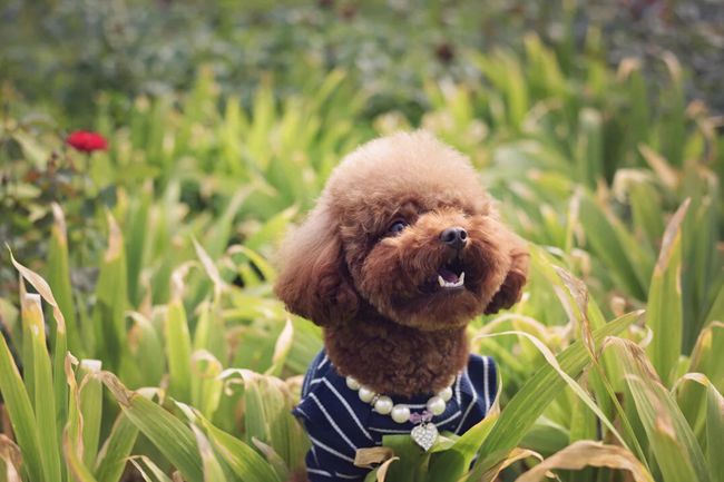 贵宾犬拉稀的原因,贵宾犬拉稀是怎么回事