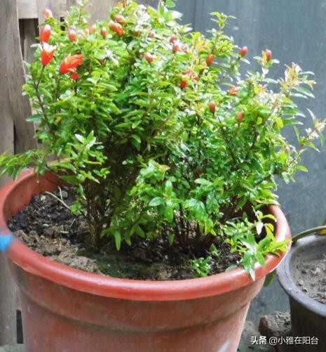 盆栽石榴怎么养视频,石榴盆栽的6个技巧