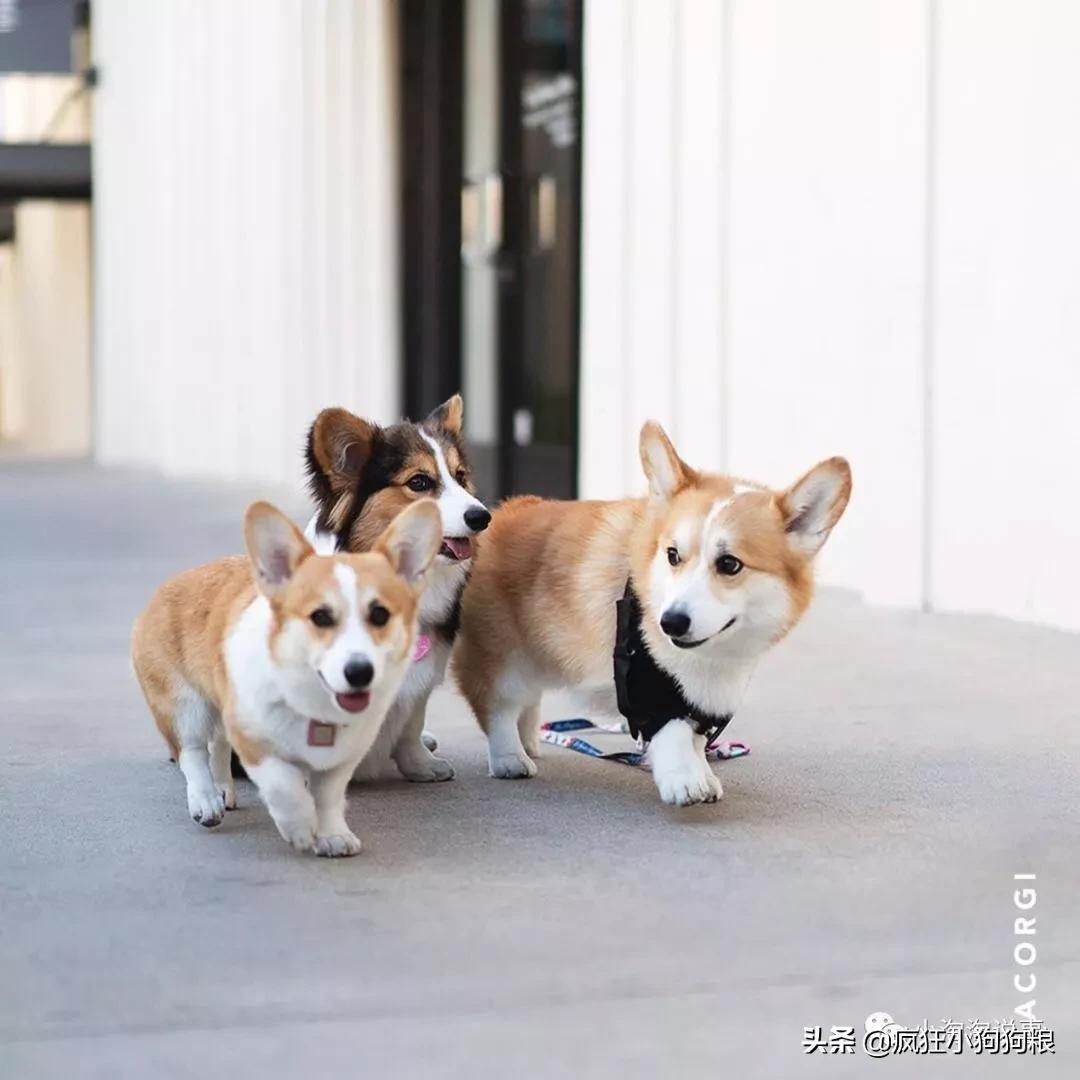 柯基能不能长成跟金毛一样大,柯基巨型犬