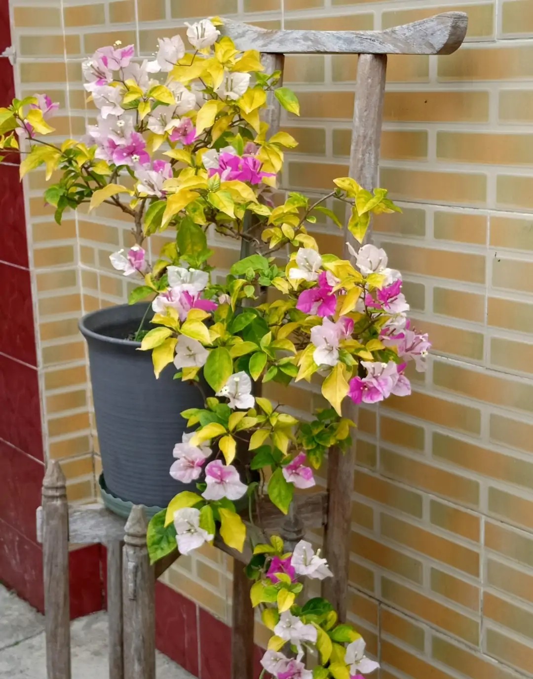 今年三角梅最火的品种,三角梅的品种图片及名称