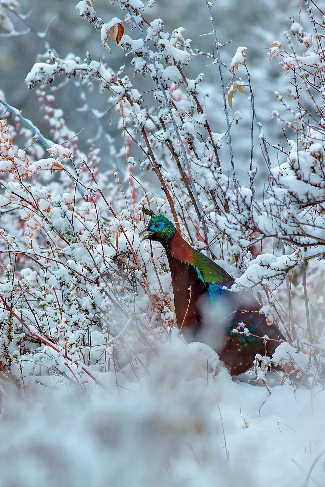 世界爱鸟日普及,观测鸟类迁徙迎接国际爱鸟日