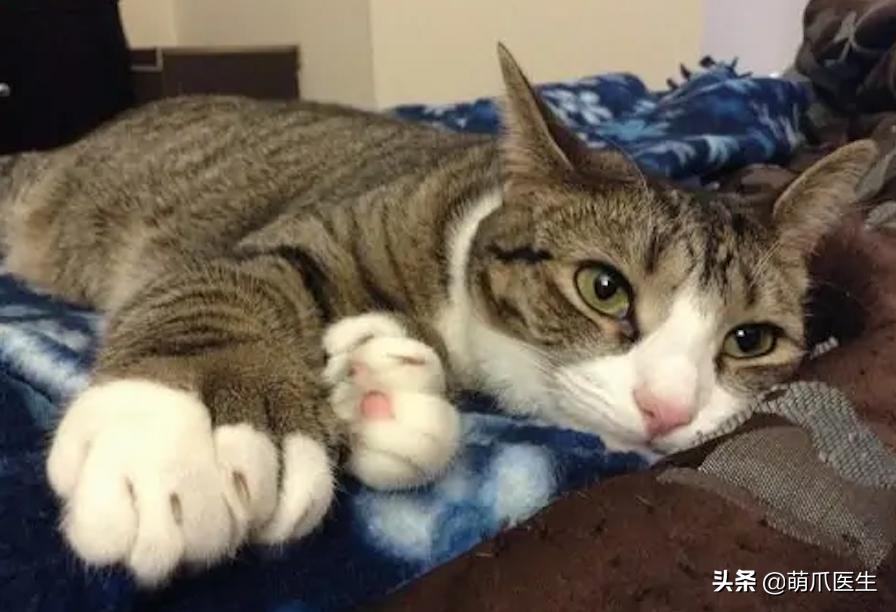 给猫剪指甲指甲劈开了有没有事了,给猫猫剪指甲失误