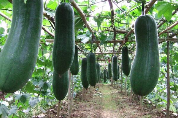 冬瓜枯萎怎么补救,石灰能治愈冬瓜的干枯病么