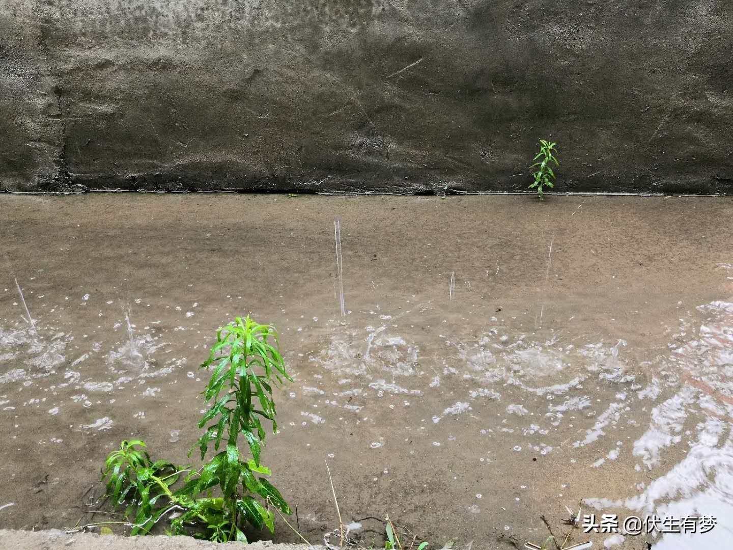 小孩子爱钻青纱帐，庄稼地里去逛荡，为尝鲜生吃嫩玉米，啥滋味？