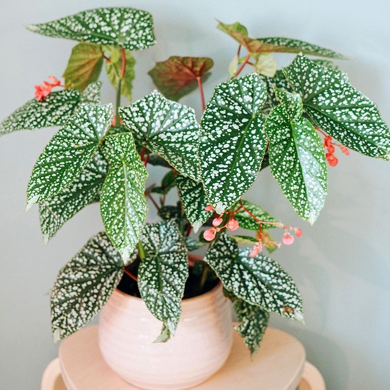 好养的盆栽花卉大全,人养花花