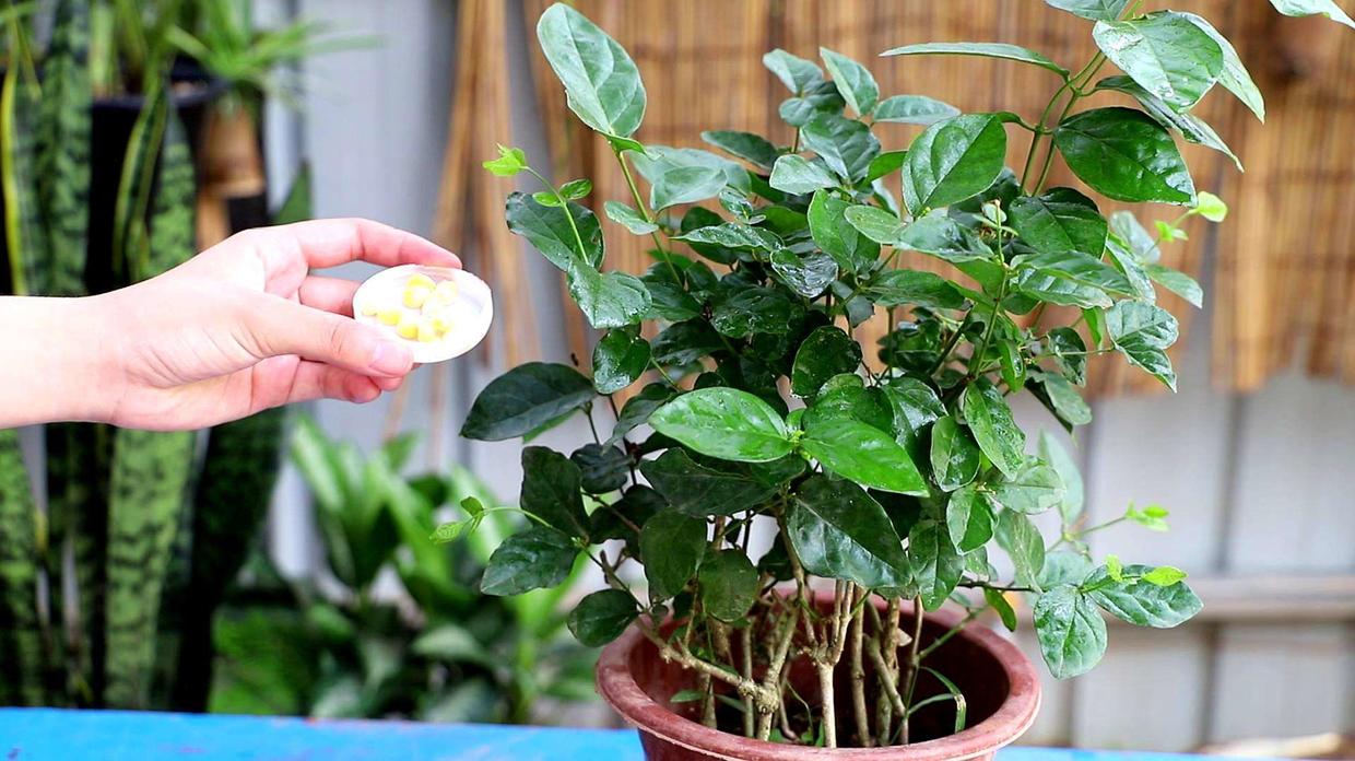 茉莉花不能种太密,茉莉花不能养吗