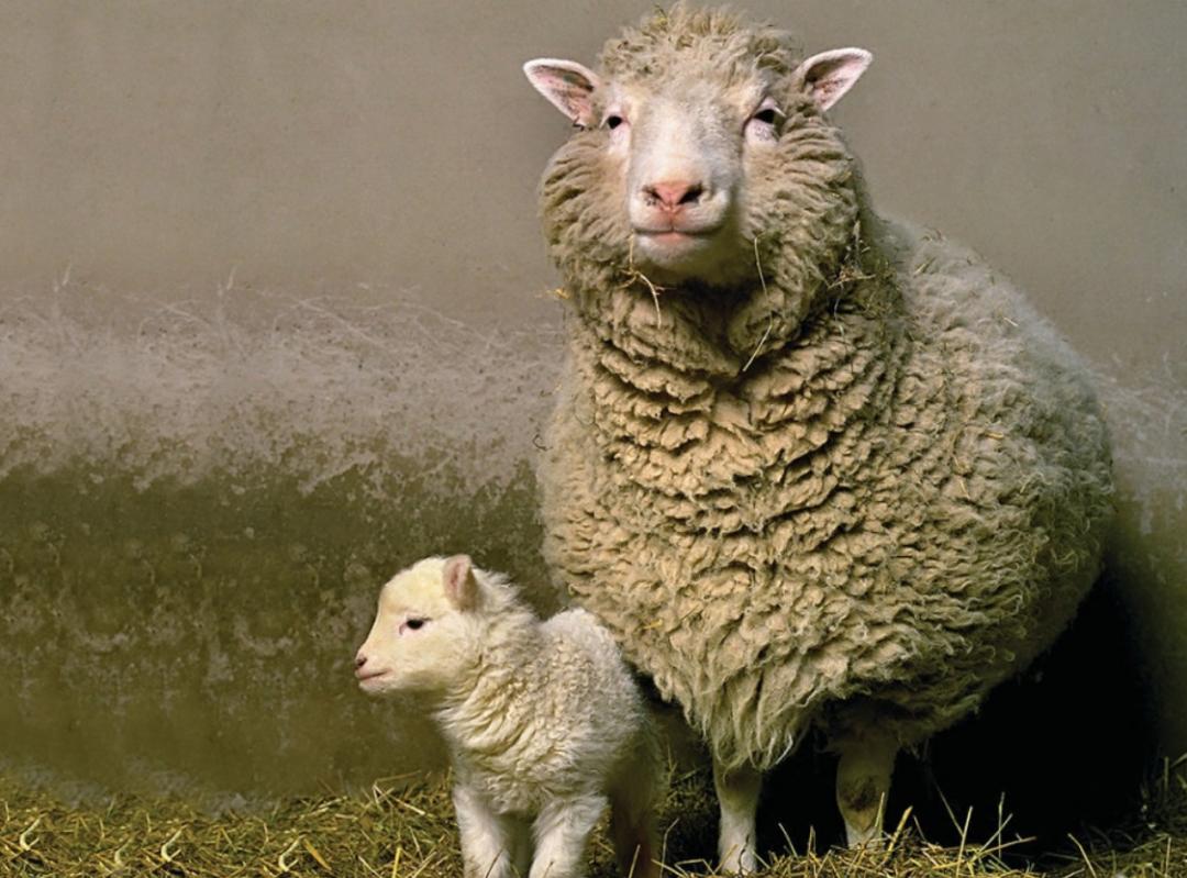 多莉克隆羊是怎么克隆出来的,克隆羊多莉的成功意义和影响