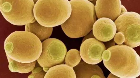 肺部真菌感染的致死率,真正的致病真菌感染特点