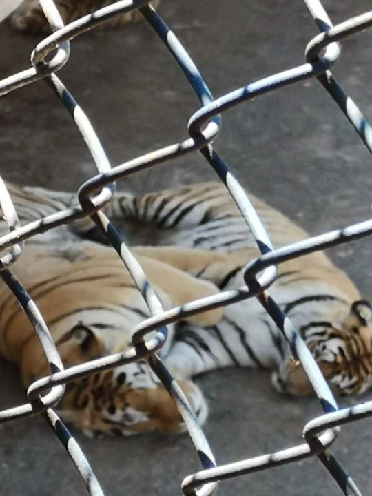 哈尔滨海拉尔呼伦贝尔旅游游记,哈尔滨漠河满洲里旅游攻略