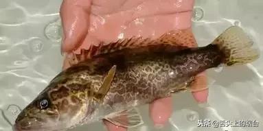 日常八种鱼忌搭配的食物,鱼不能配合哪些食材吃