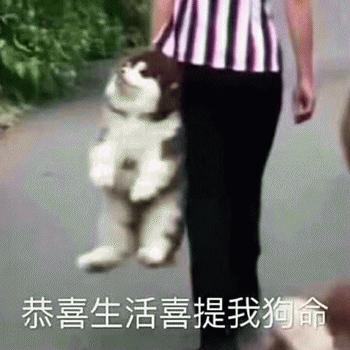 狗子鼻子干裂了怎么办,为什么狗子的鼻子干干的