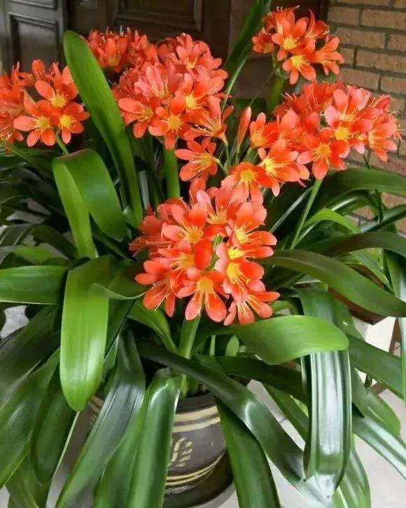 君子兰干湿交替,君子兰砍头变群兰的养护方法