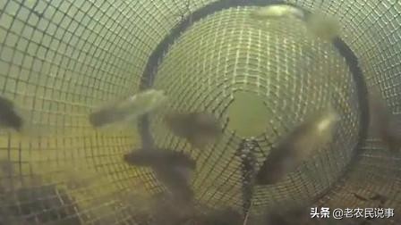 不用渔网的捕鱼视频,不用小网眼渔网捕鱼