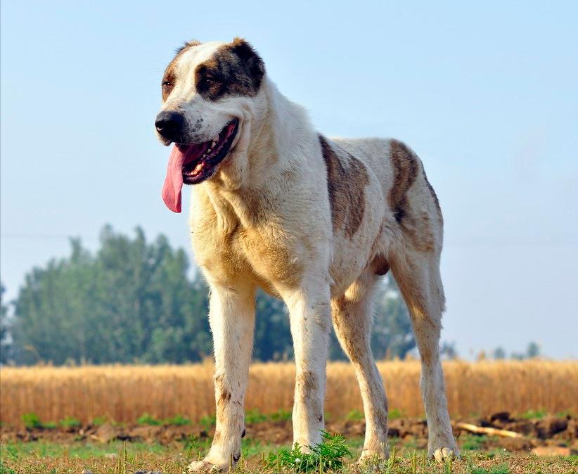 狗界什么狗好看,十种最不值得养的狗