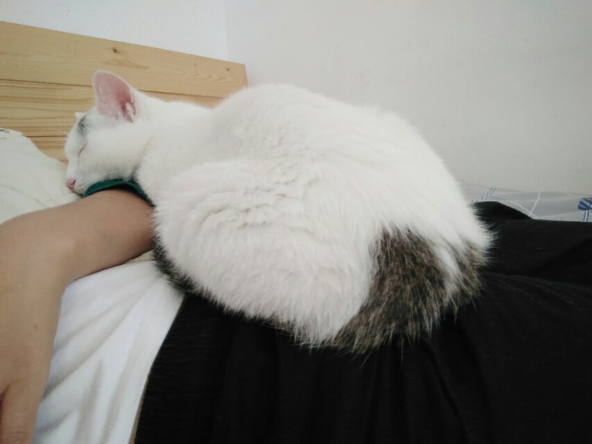 猫咪黏你但不打呼噜,猫咪粘人的七种表现