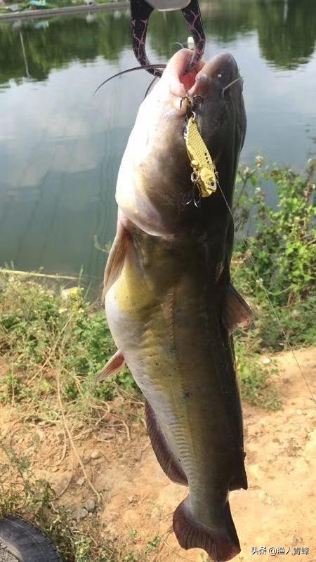 野钓鲶鱼最佳季节,钓鲶鱼最佳季节和时间