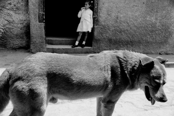 犬的记忆｜世界摄影经典