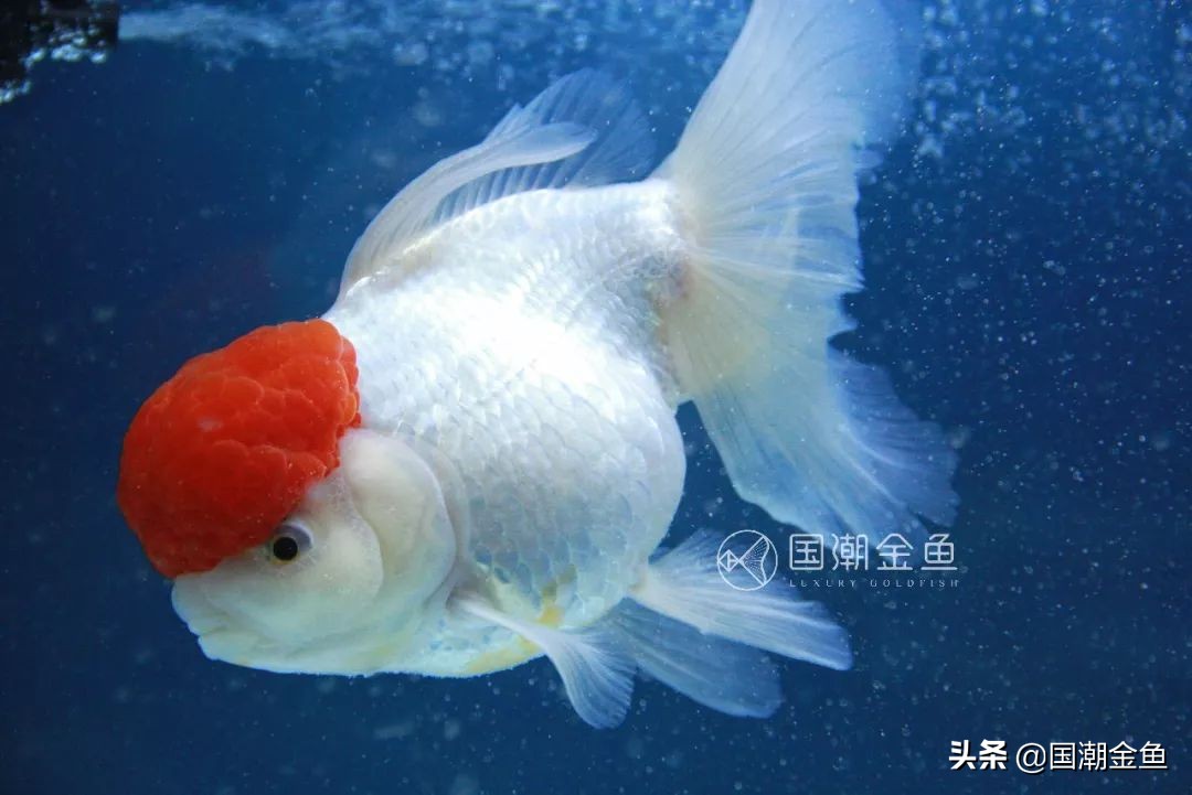 老北京鱼盆养苔过程图片,老北京鱼盆快速出苔