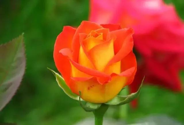 每天学习一点点花卉,100种常见玫瑰品种