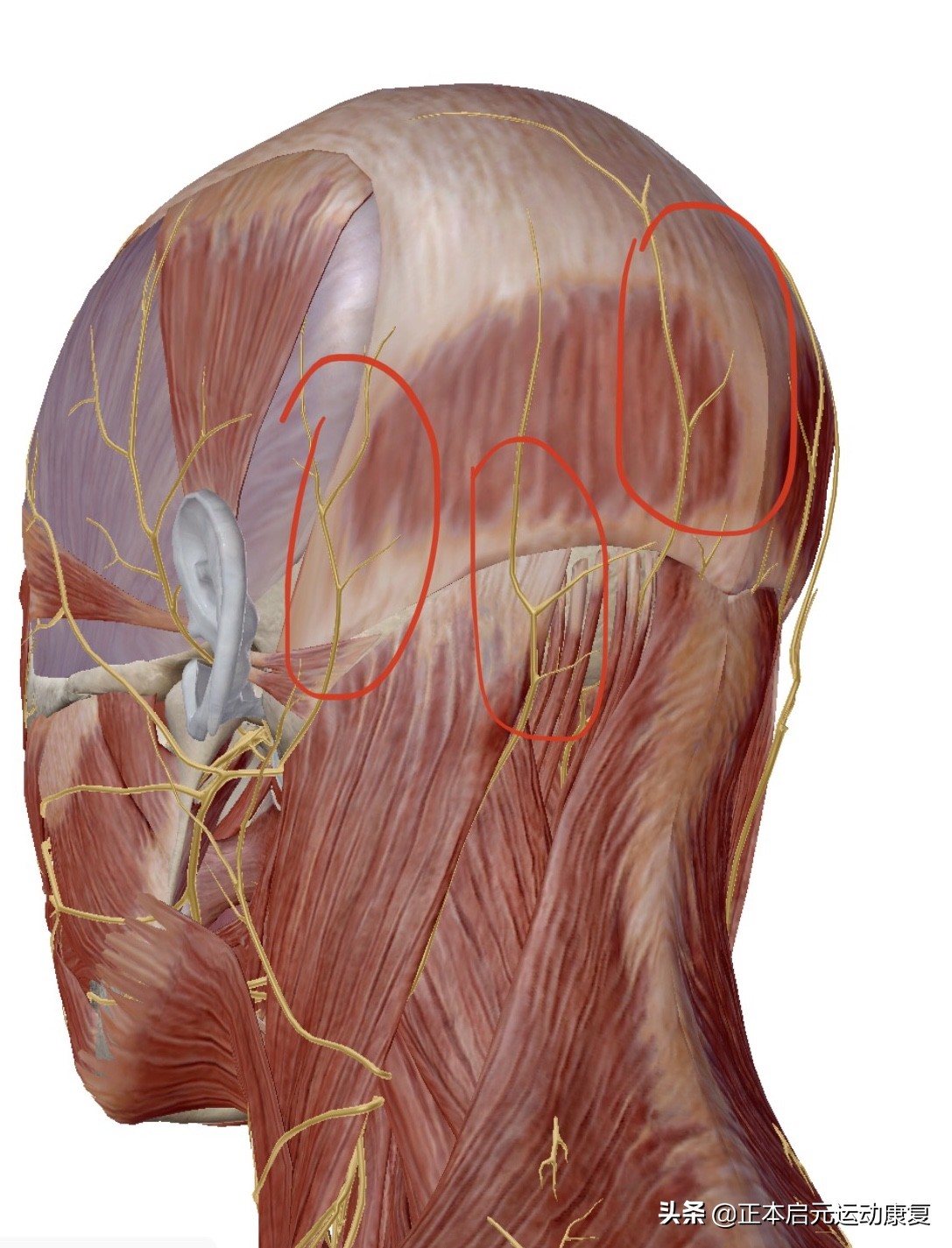 偏头颈椎就痛,颈椎病偏头是什么原因