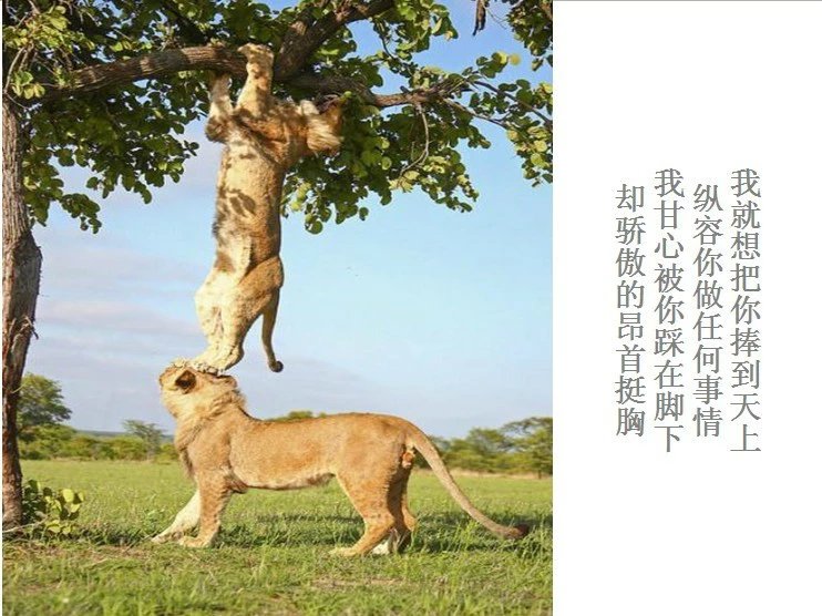 我只想说声爱你,只想再爱你一次