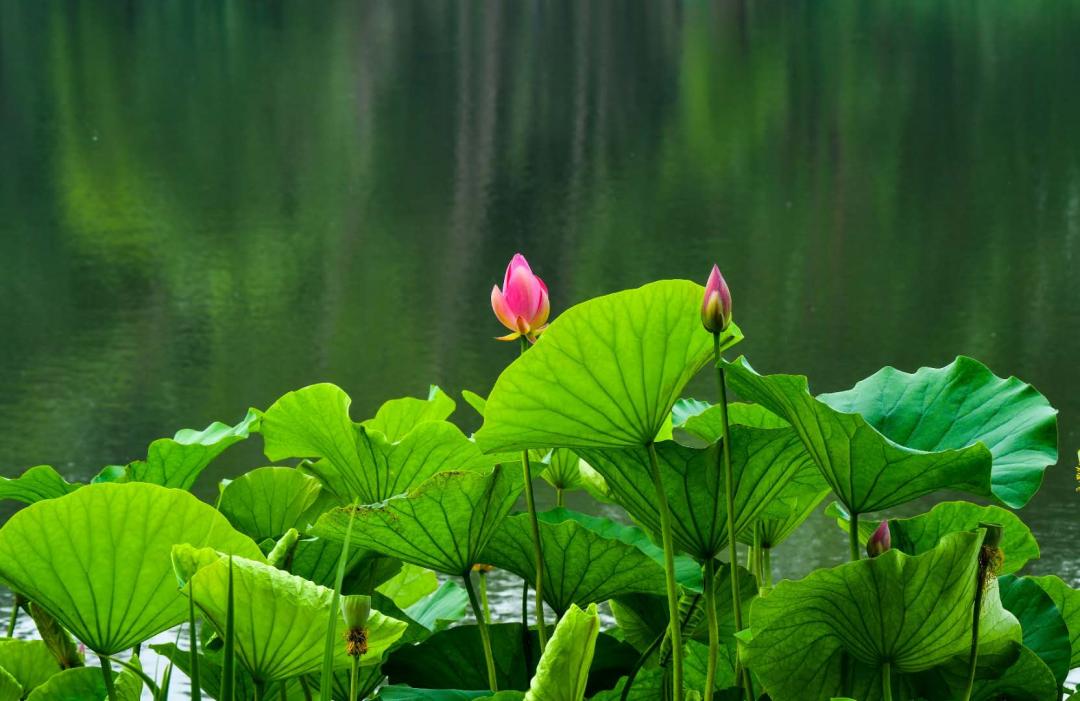 莒南自驾游免费景点大全图片,莒南春季游玩好去处推荐