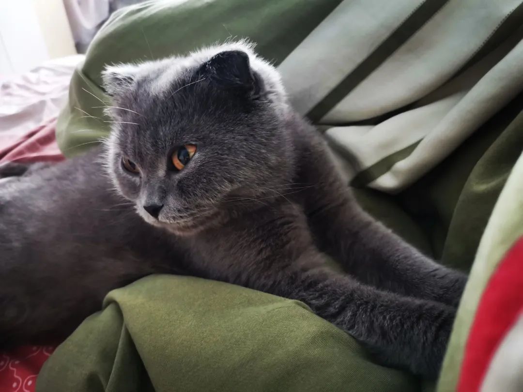 和宠物交流说什么,和宠物谈恋爱