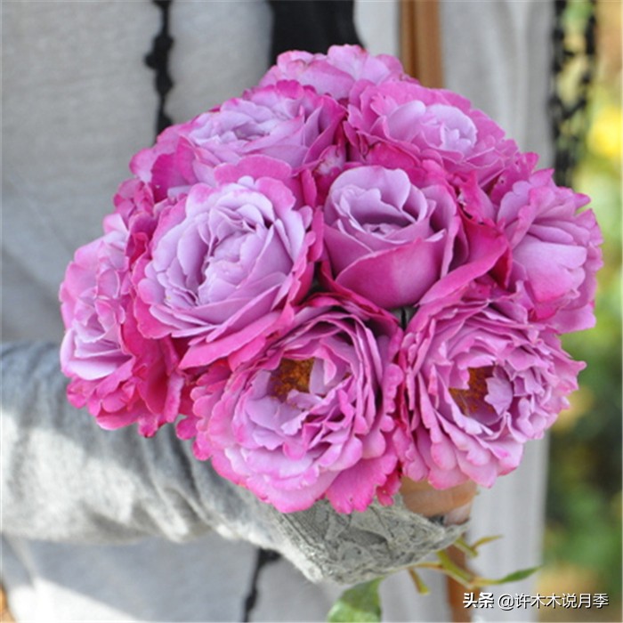 网购月季应该怎么种植？月季移栽后出现黄叶、枯萎是什么原因呢？