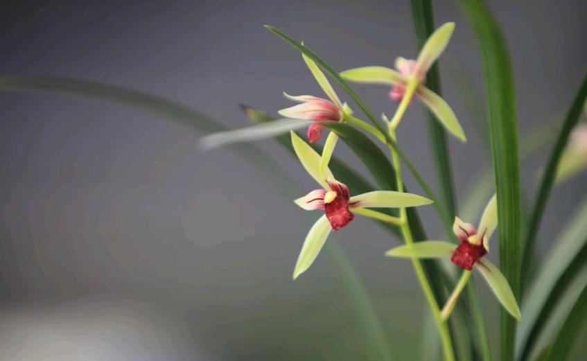 兰花种得好,最好养的兰花建兰品种