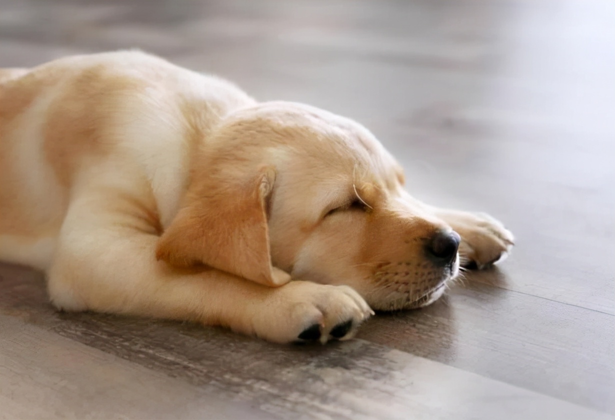 我家狗老是哼哼唧唧的,我家狗有窝不睡就睡地上